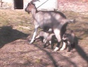 IMG0046A.jpg