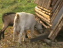 IMGA0014.JPG