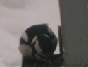 IMGA0066.JPG