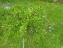 IMGA0921.JPG