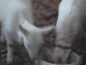IMG0012A.jpg
