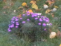 IMGA0006.JPG