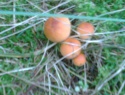 PIC_0121.JPG