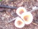 IMG0017D.jpg