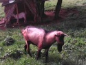 IMG00052.jpg