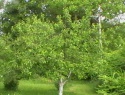 IMGA0644.JPG