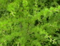 IMGA0929.JPG