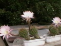 IMGA0419.JPG