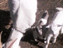 IMG0037A.jpg