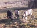 IMG0021A.jpg