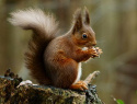 Squirrel_posing.jpg