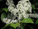800px-Prunus_padus0.jpg