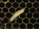 IMGA0078.JPG