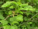 IMGA0913.JPG