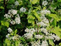 Prunus_padus_střemcha_obecná_1.jpg