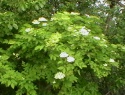 IMGA0672.JPG