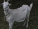 IMGA0852.JPG