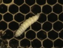 IMGA0079.JPG
