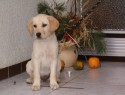 Labradorka Cirra,fenka naší dcery u nás na "prázdninách"
