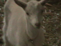 IMGA0087.JPG