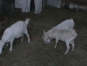 IMGA0517.JPG