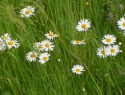 IMGA0683.JPG