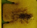 IMG00127.jpg