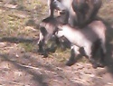 IMG0047A.jpg