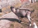 IMG0038A.jpg