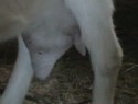 zatvrdlý struk kozy Báry (26/2/2012)