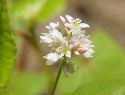 390px-Fagopyrum_esculentum1.jpg
