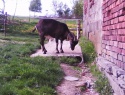IMG0002D.jpg