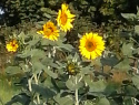 20180729_073012.jpg