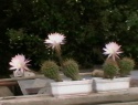 IMGA0418.JPG