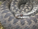 Viperaberus1.jpg