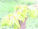 IMG0076A.jpg