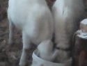 IMG0011A.jpg