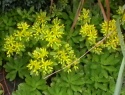 IMGA0965.JPG