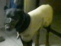 IMG0344A.jpg